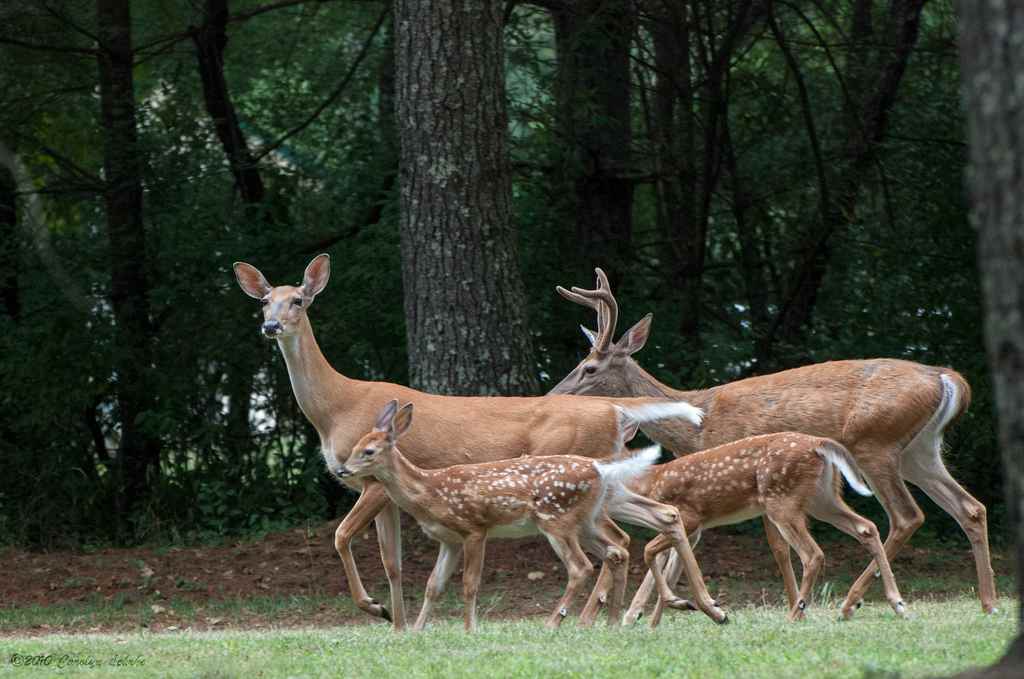 Greenbrier State Forest