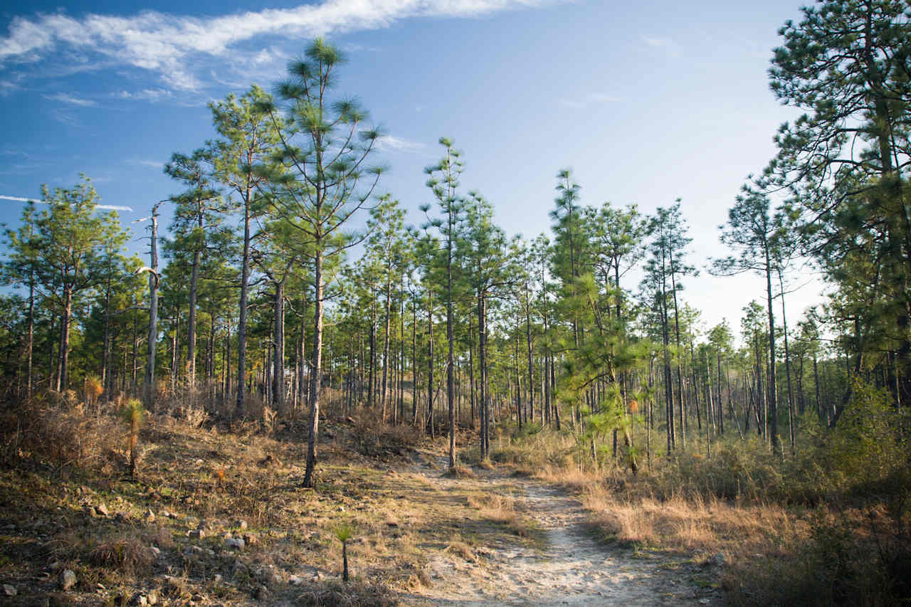 Kisatchie National Forest