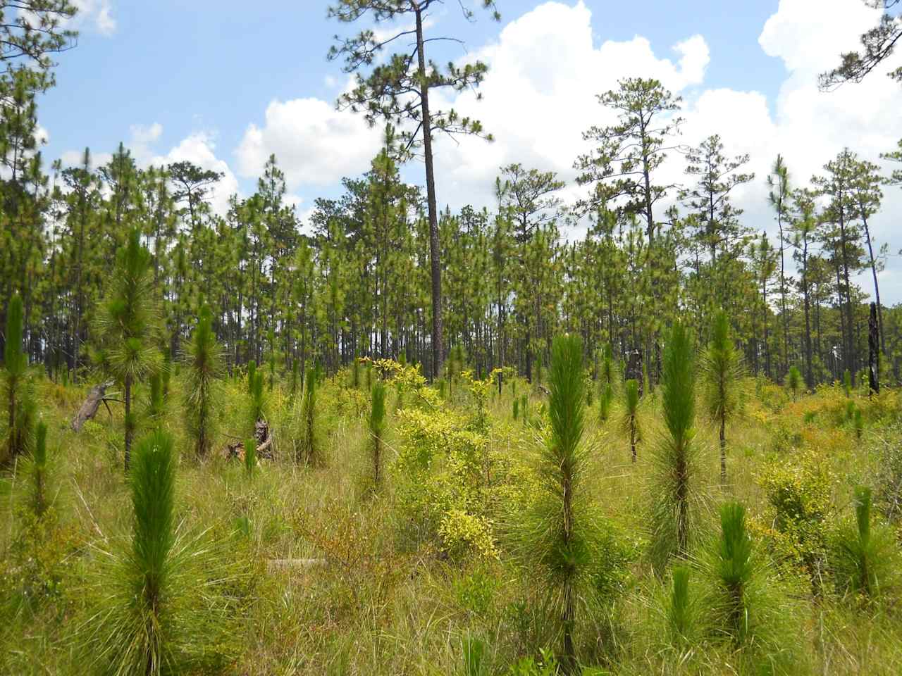 Big Biloxi Campground