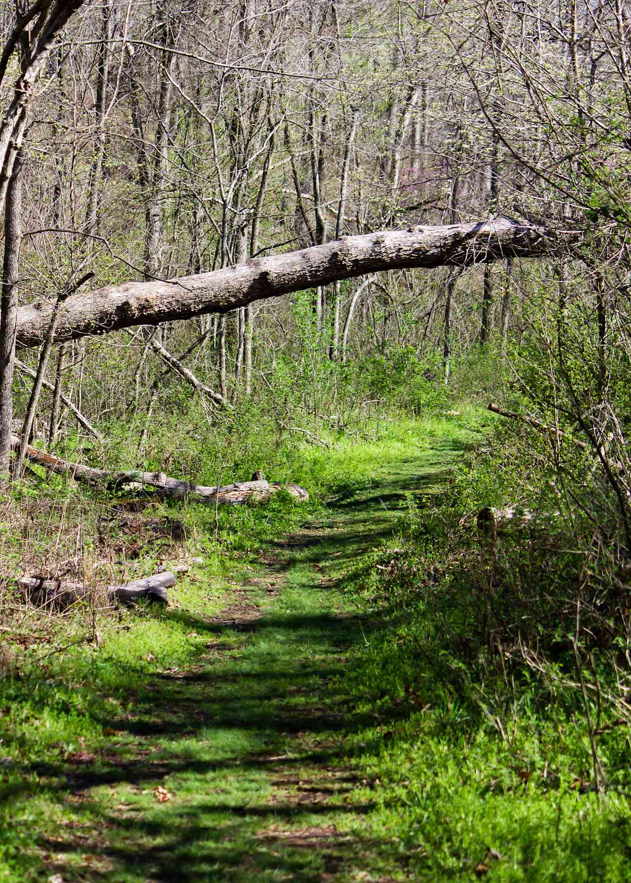 Hobbs State Park-Conservation Area