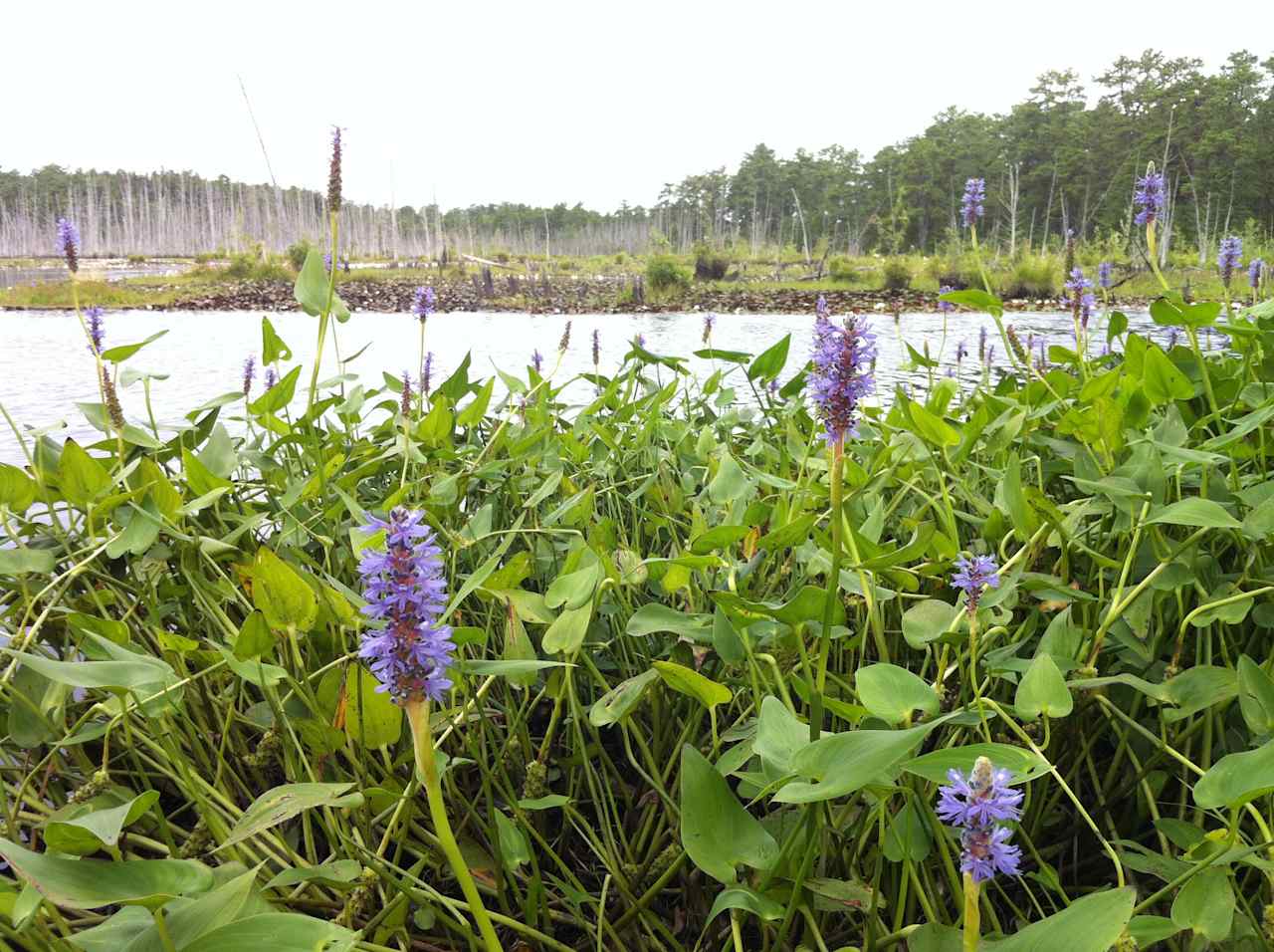 Goshen Pond