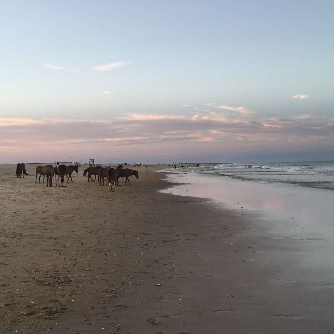 Assateague Island National Seashore