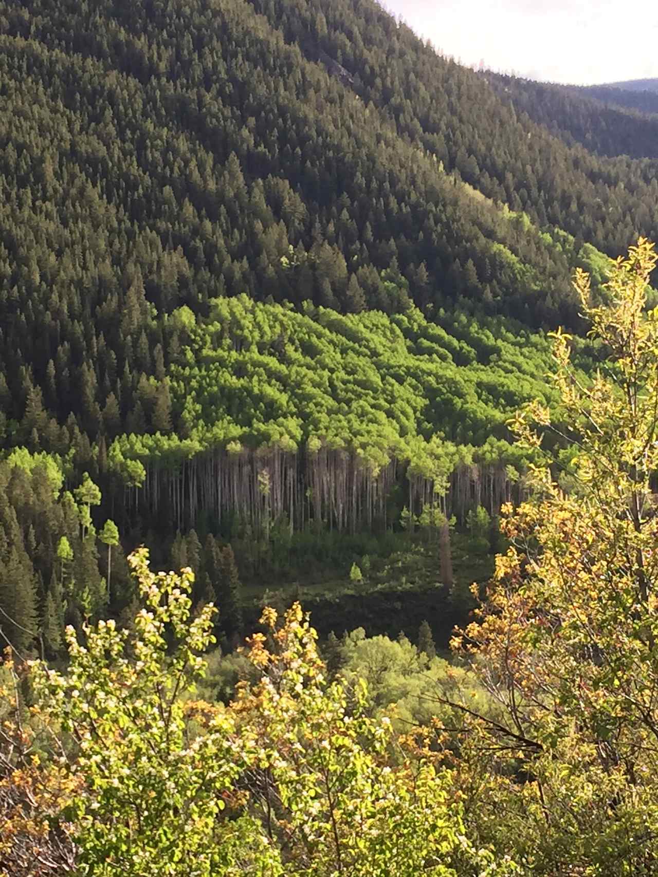 Highway 82 (Independence Pass) above Difficult Campground. June 2015.