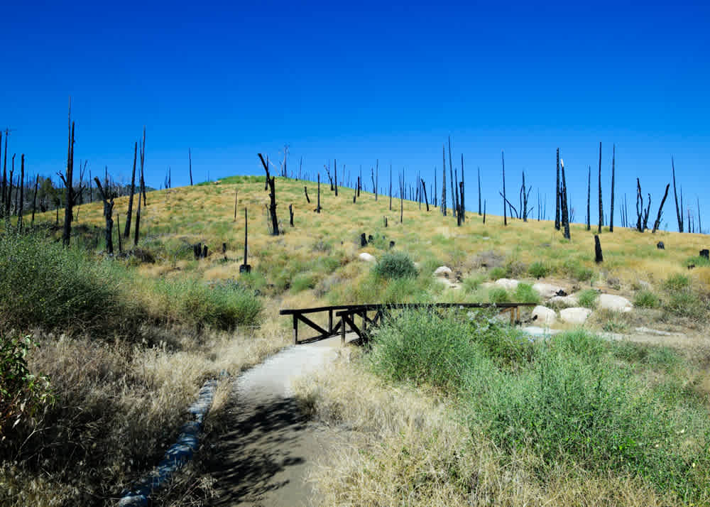 The Azalea Glen loop trail will take you through the forest that was ravaged by the Cedar Fire of 2003.