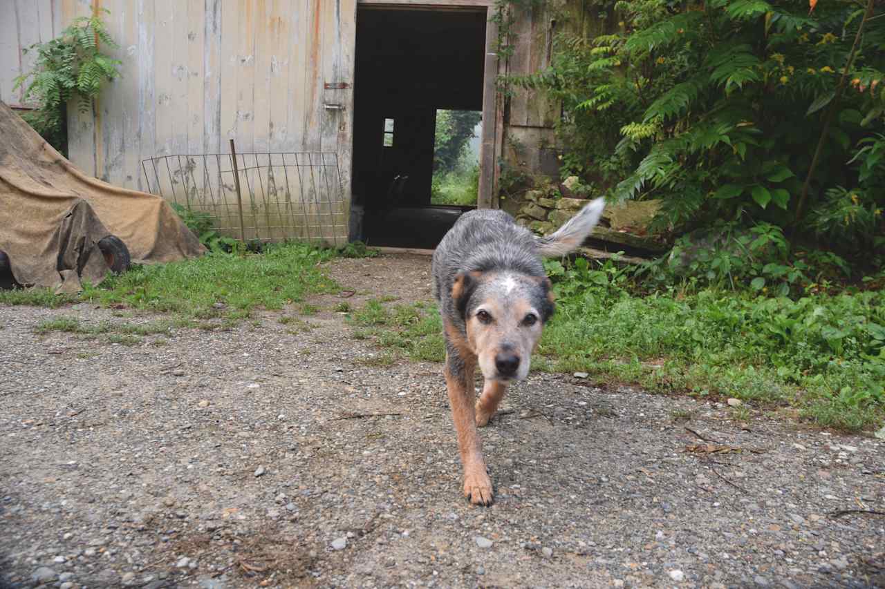 Farm dog. 