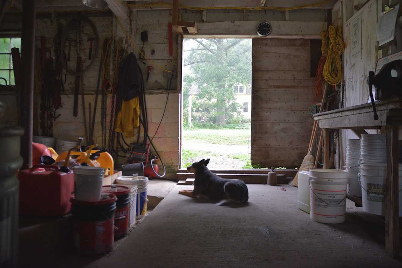 Farm dog in the barn.