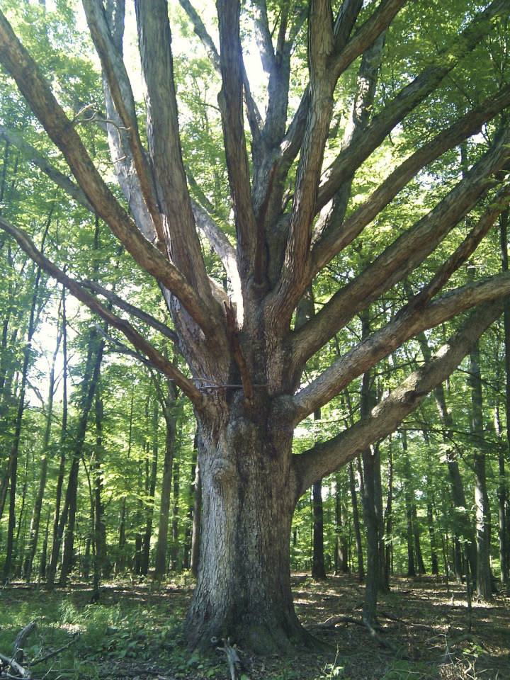 Amazing old tree in the campground