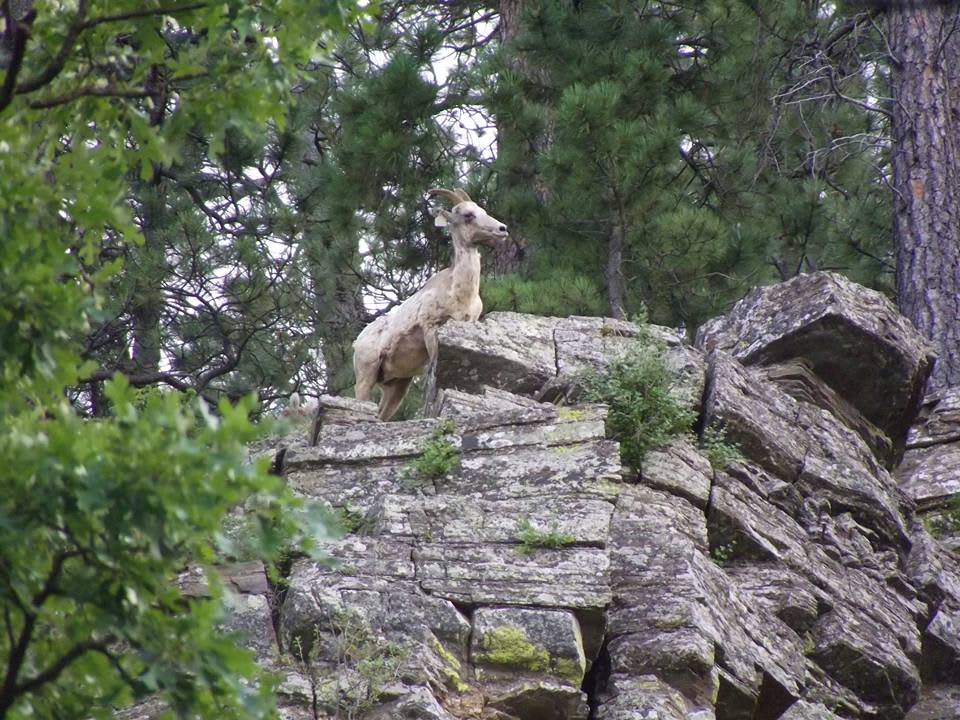 Campground visitor-we saw him every morning