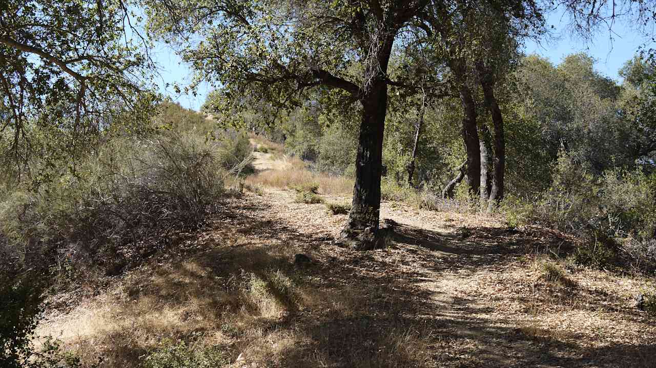 Site#15 trail to mountain ridge