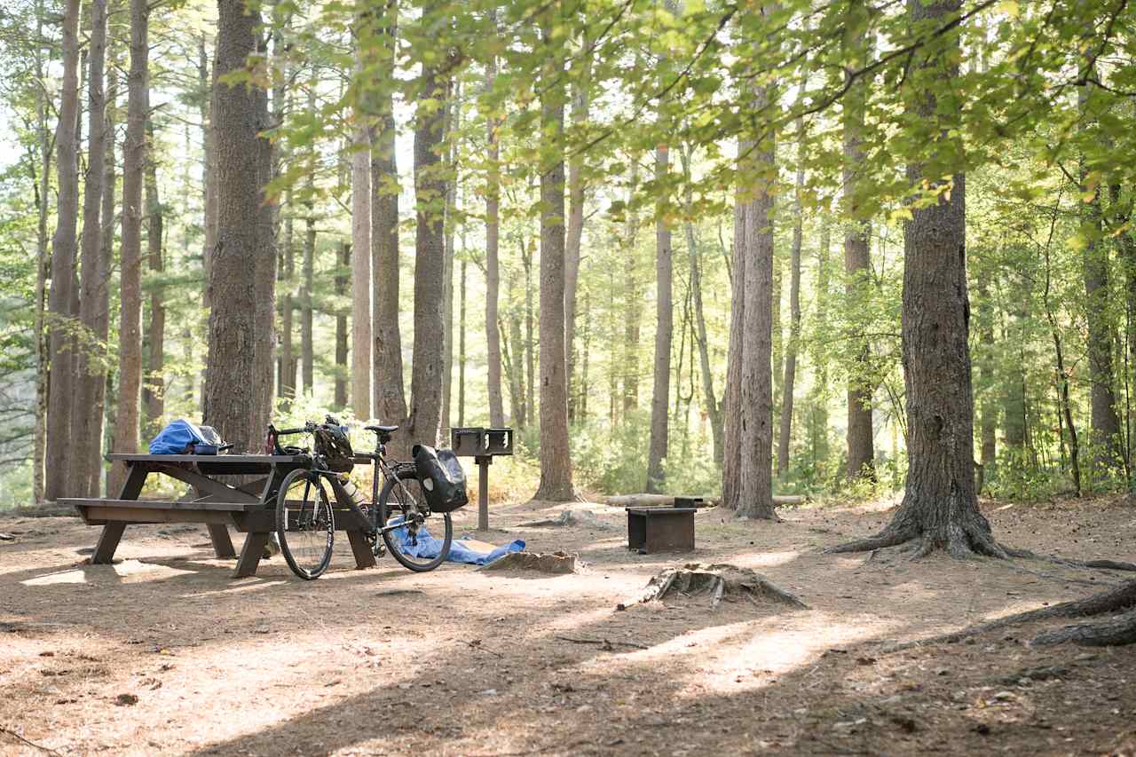 Morning sunrises light up the open evergreen woods.