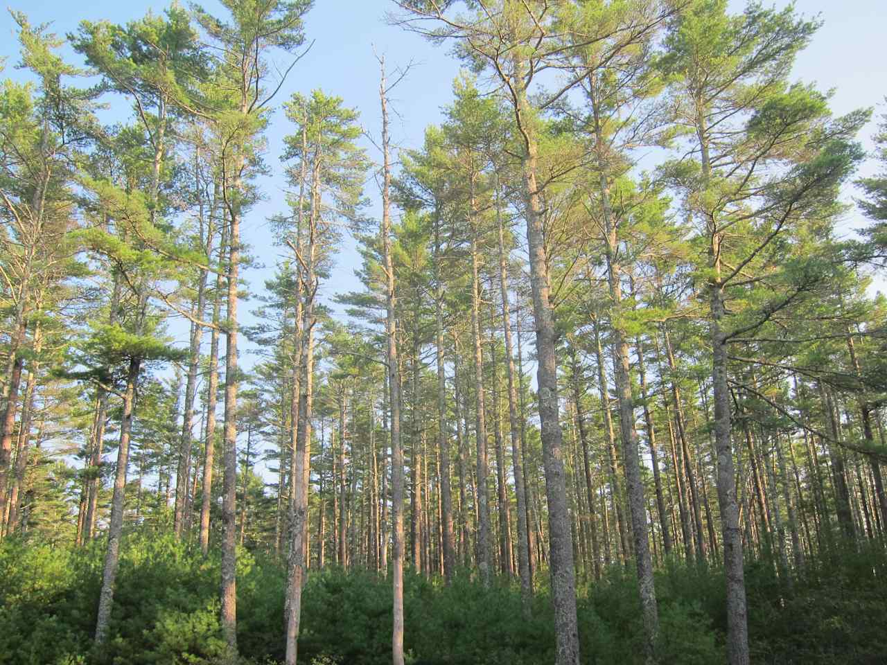 Thin trunk trees.. just the right size to hug if you're a hippy... ;)