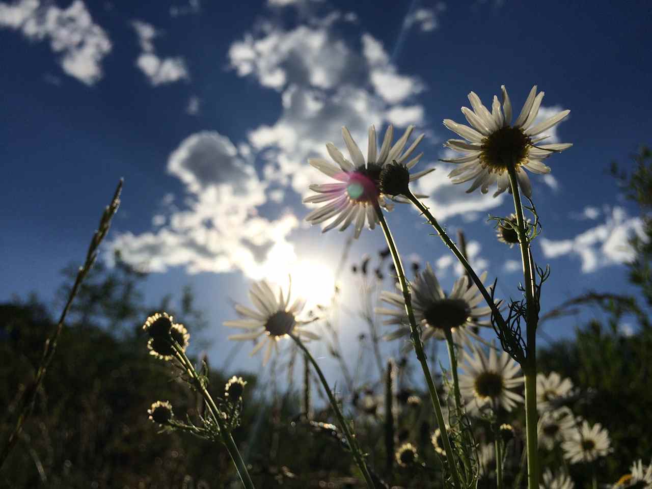 Late July flowers reaching for the sun. 