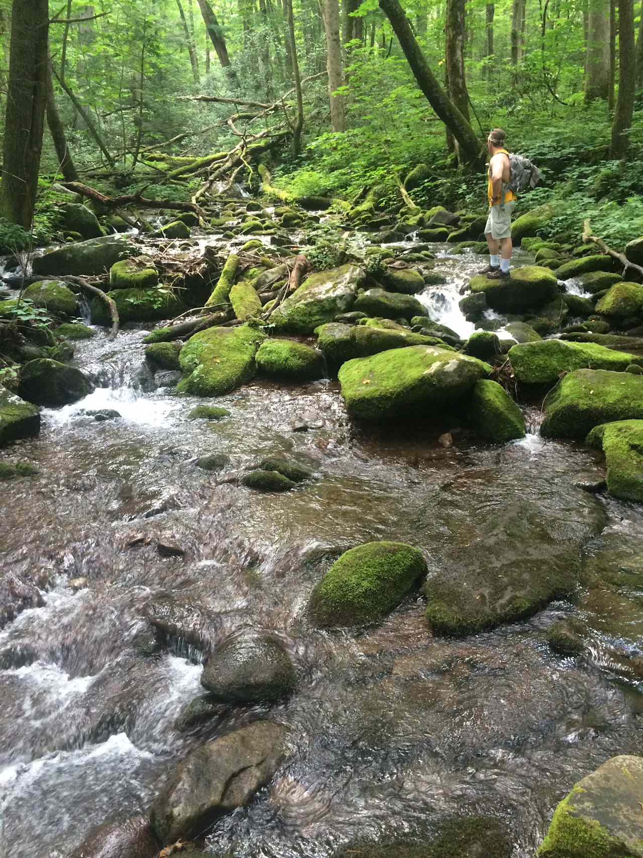 The beginning of low gap trail just up from Cosby. 