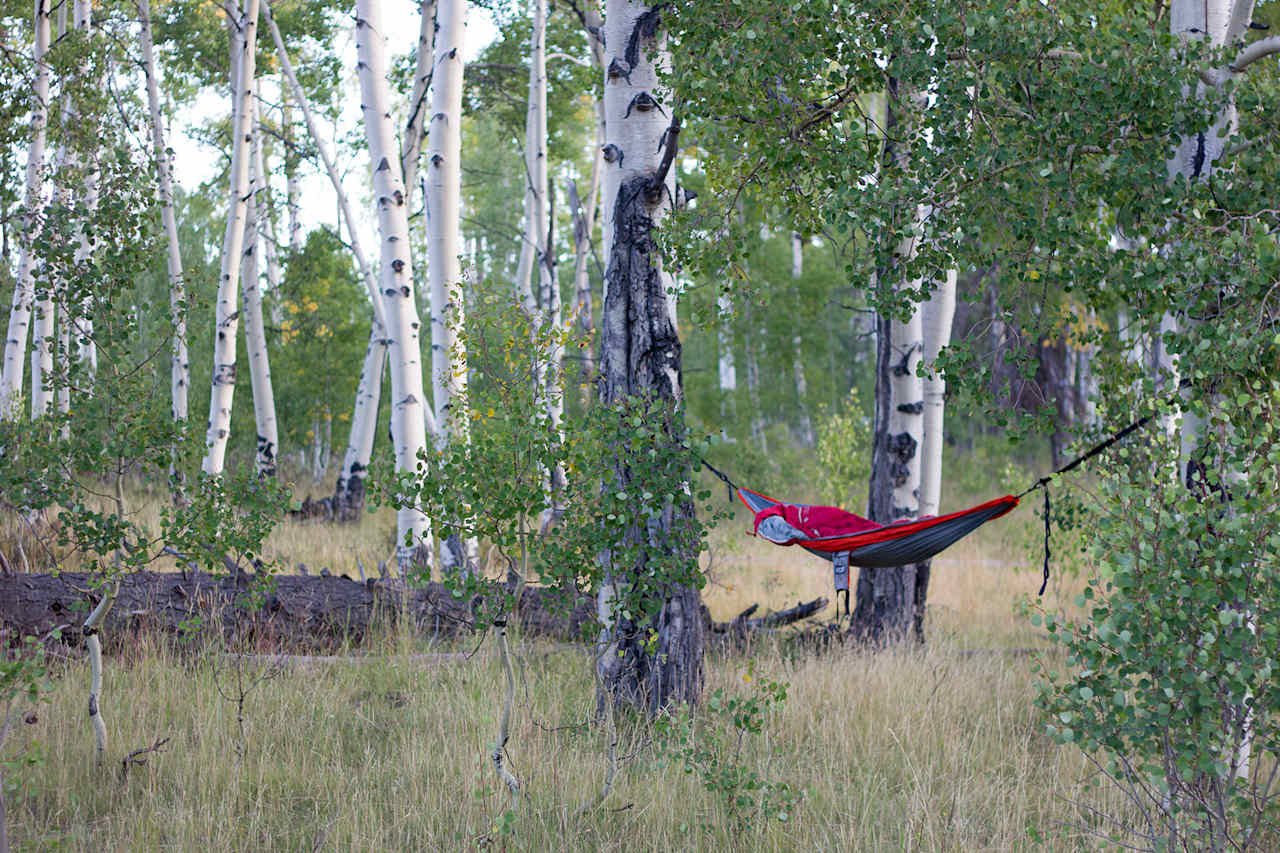 Fall was just around the corner and these aspens would soon be in full bloom!