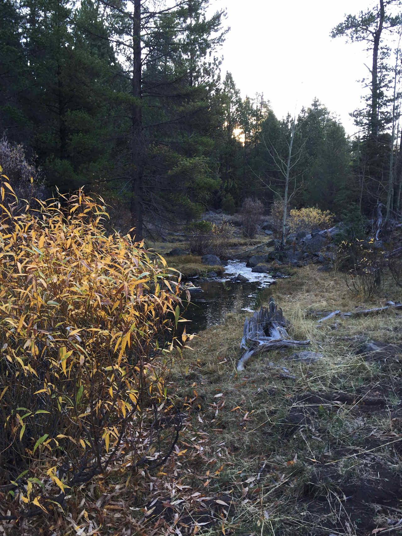 lovely fall foliage 