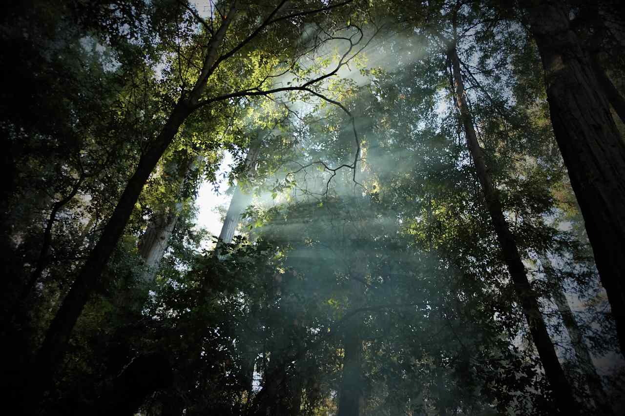 Portola Redwoods State Park