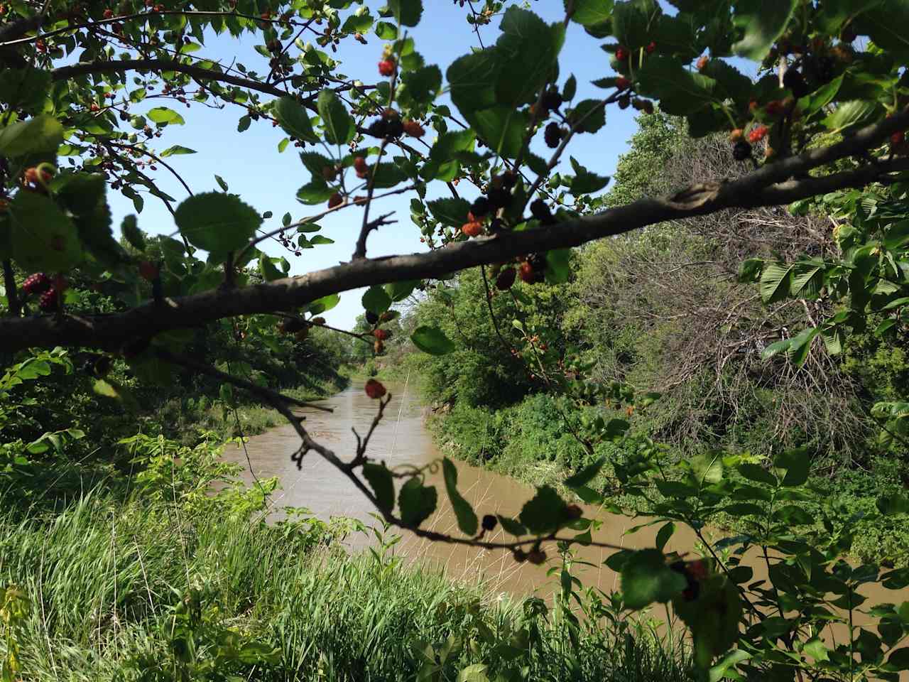 View of Shell Creek thr