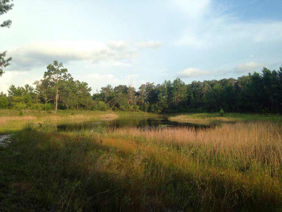 Hidden Pond as seen from the Florida Scenic Trail - part of the Ocala National Forest