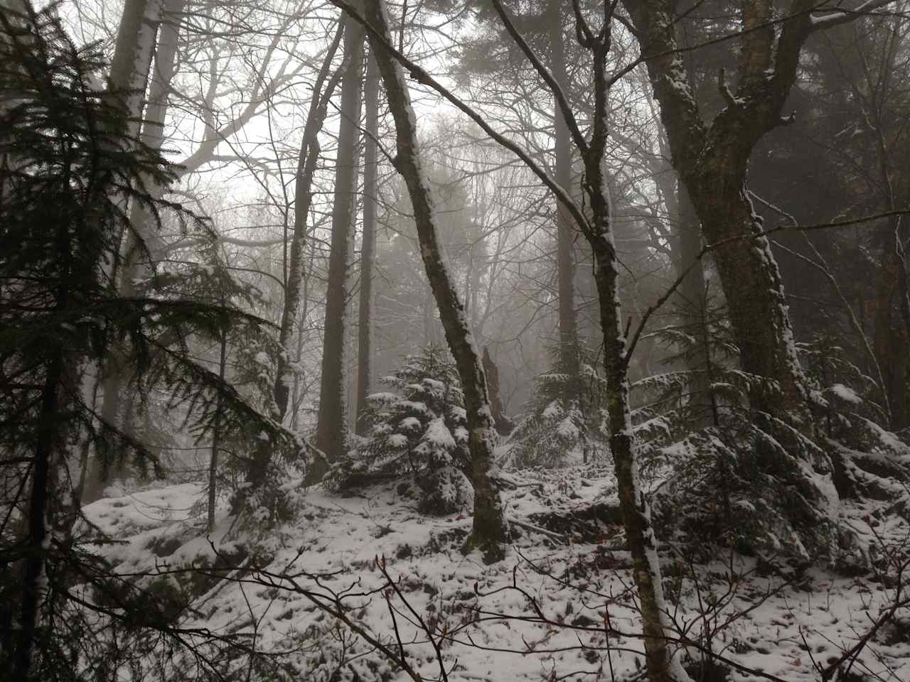 near the top of Mount Moosalamoo in November