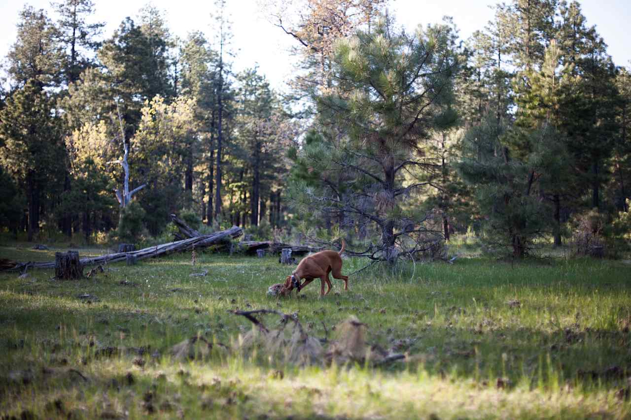 Beautiful Mogollon Rim camping area!