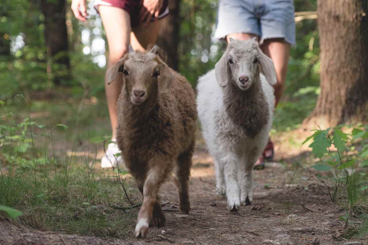 Goats on the trail!