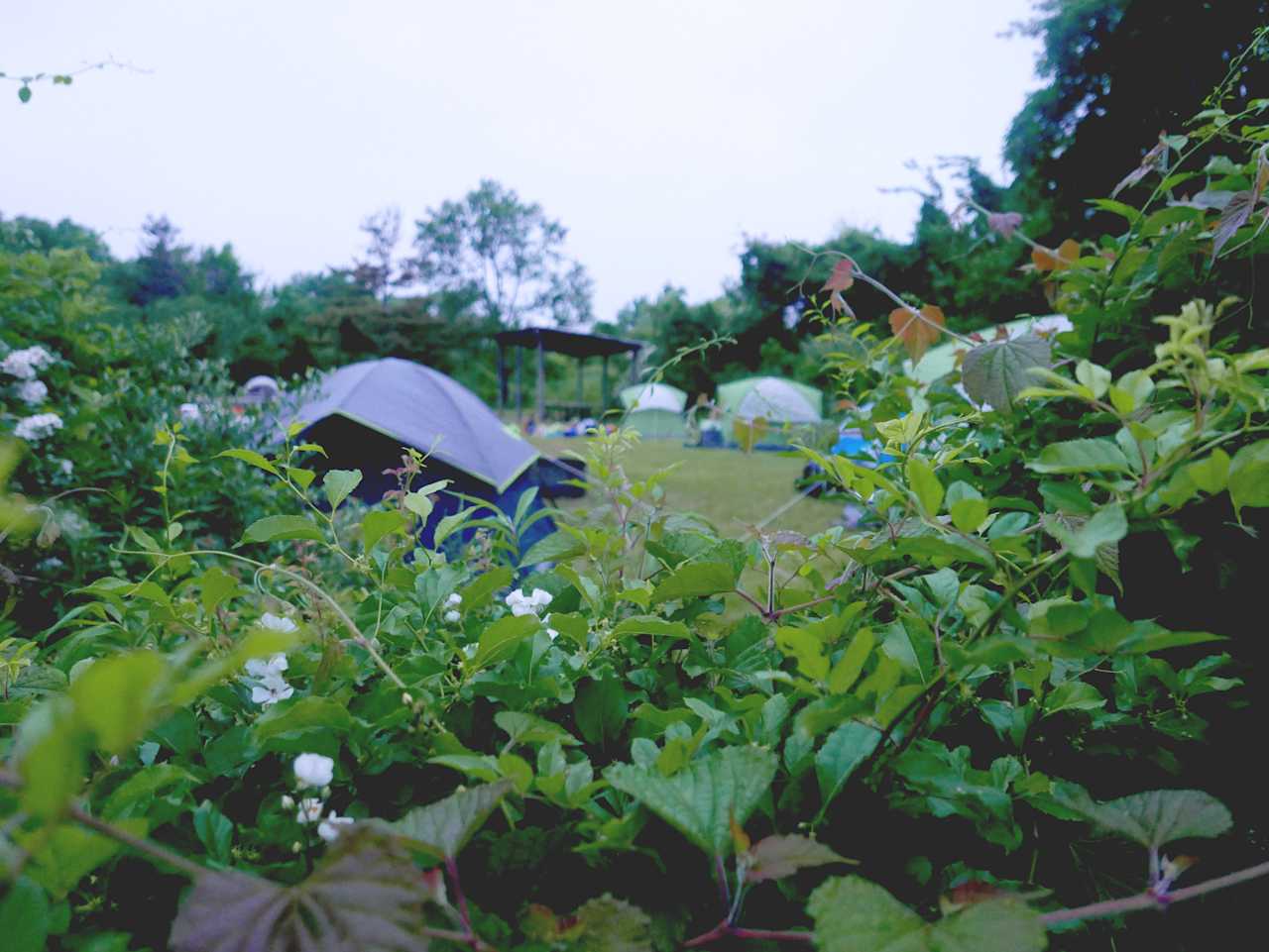 Foliage surrounding the camp sites