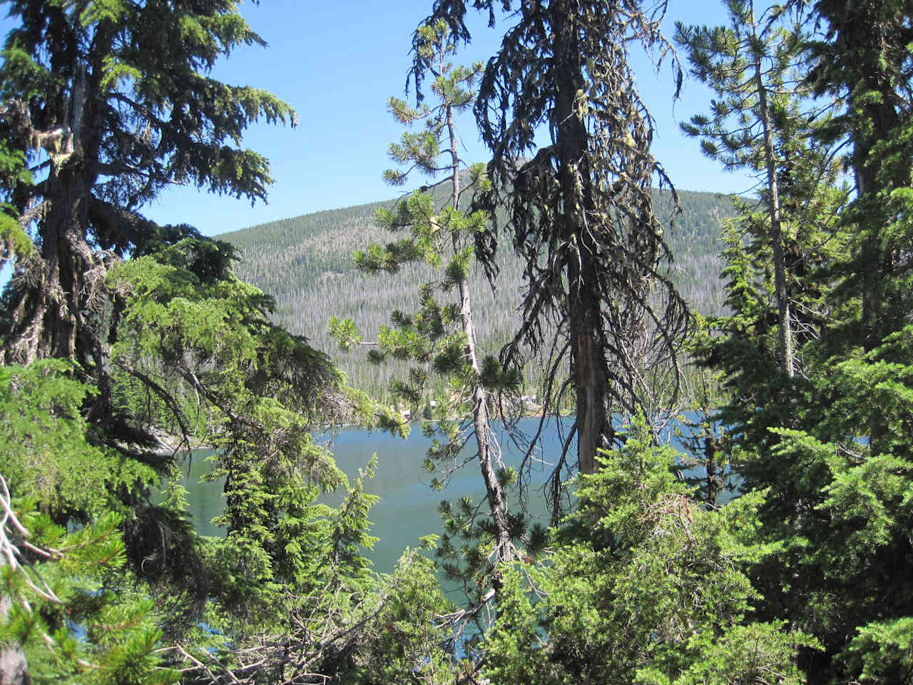 View of Olallie lake through what's left of the trees. Lots of beetle kill up there.