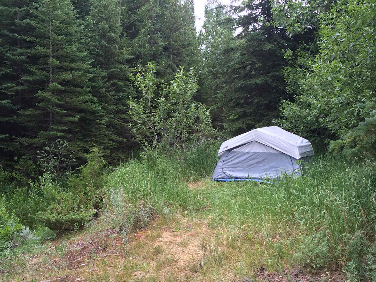 Campsite #2 tucked back into the woods, close to the creek!