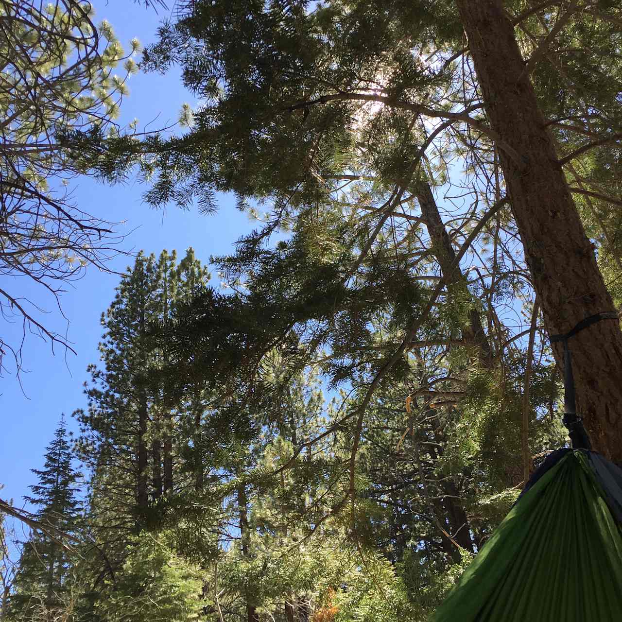 View from my hammock