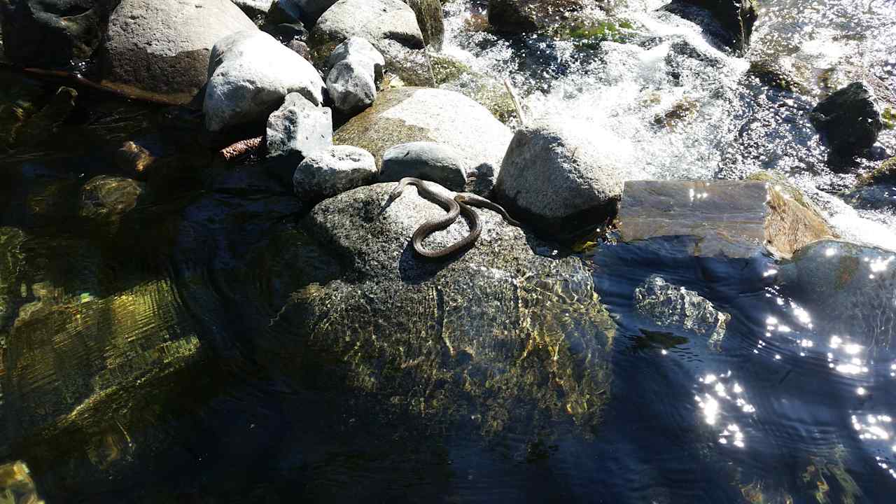 Found this little friend after swimming, He had a bigger brother that we didn't get a picture of.