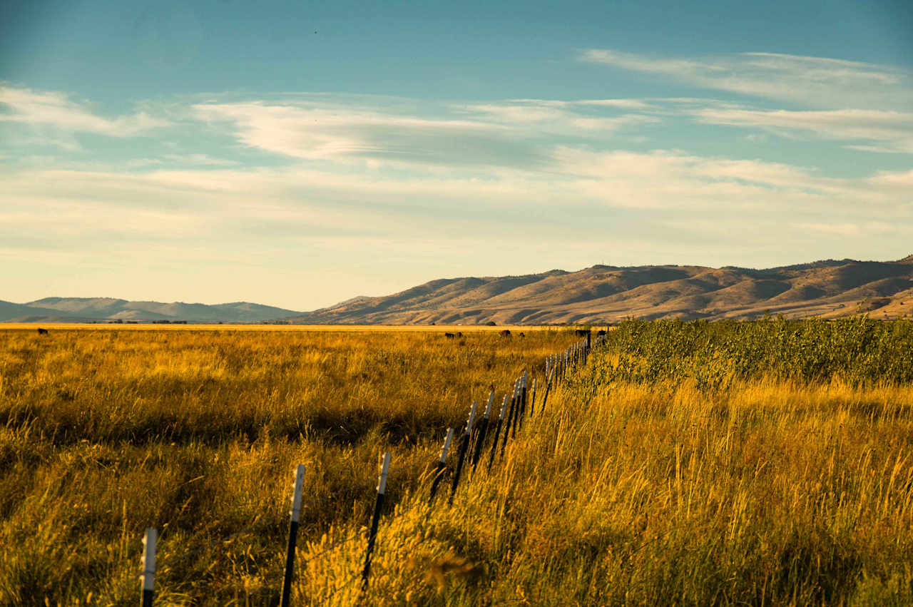 Goose Lake sometimes produces more beef than fish or fowl