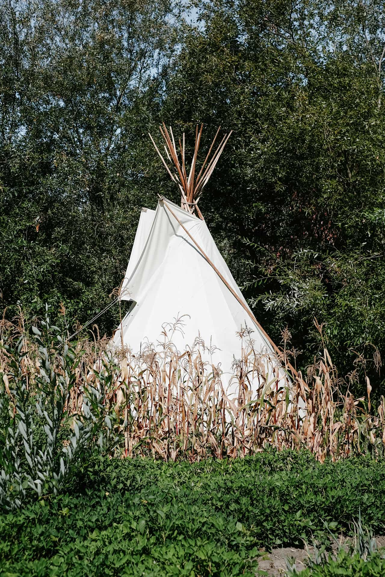 The tee pee is hidden behind a long line of trees but you can see it peeking out from the neighbors yurt next door through the garden.