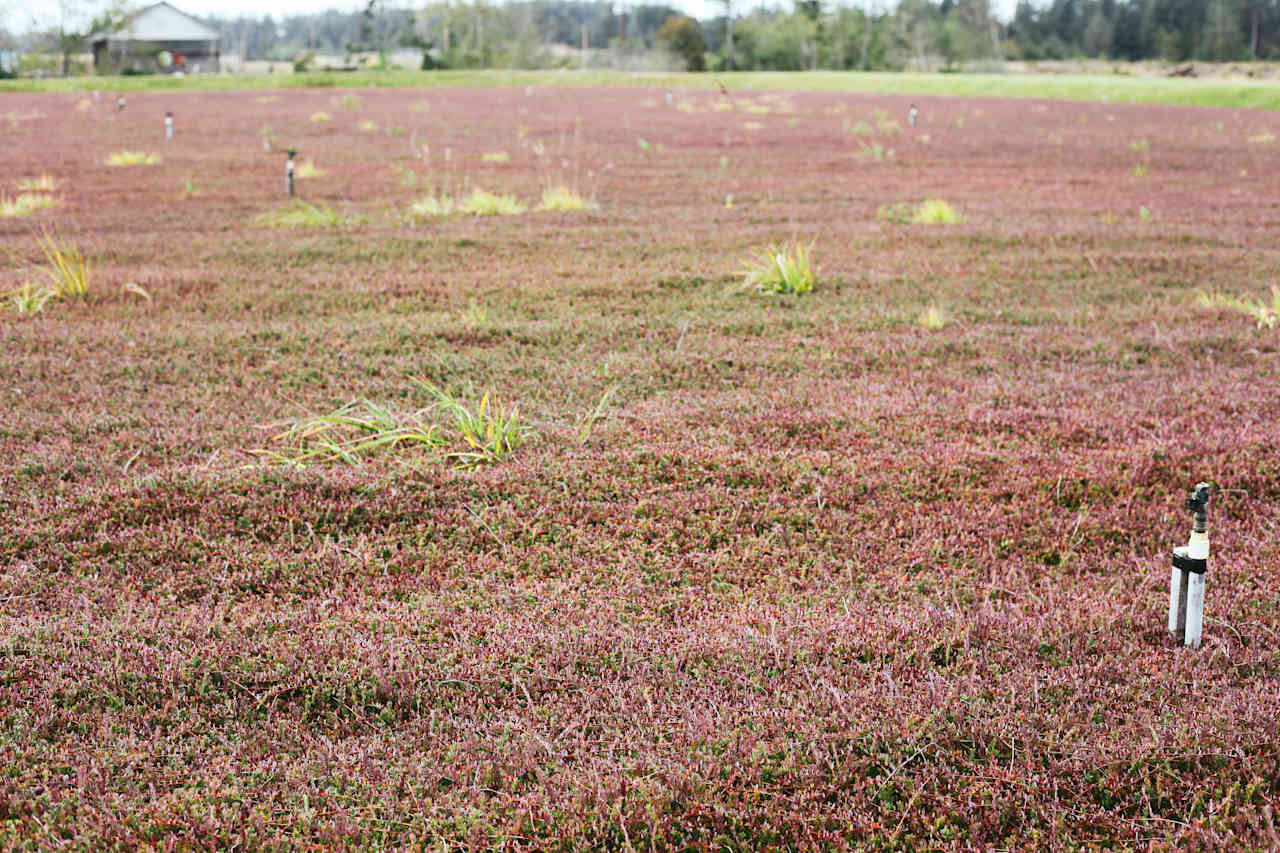 The cranberry fields near by. The town has many cranberry farms in the area!