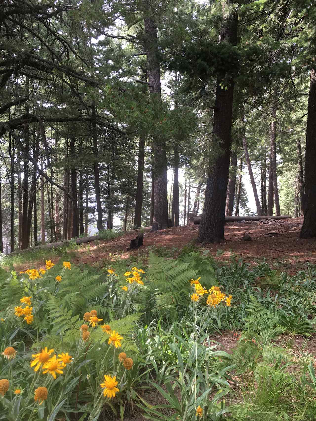 A lower dispersed spot. All camps are large, some more private than others. The lower spots are protected, higher spots exposed. the elevation here makes for cool relief from the hot desert summer, but cold winter camping (by Tucson standards) think snow.