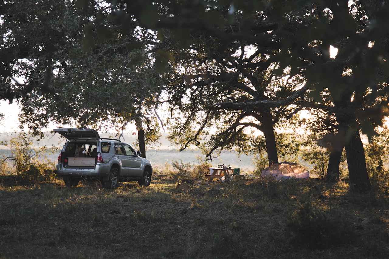 First light through the oak trees. 