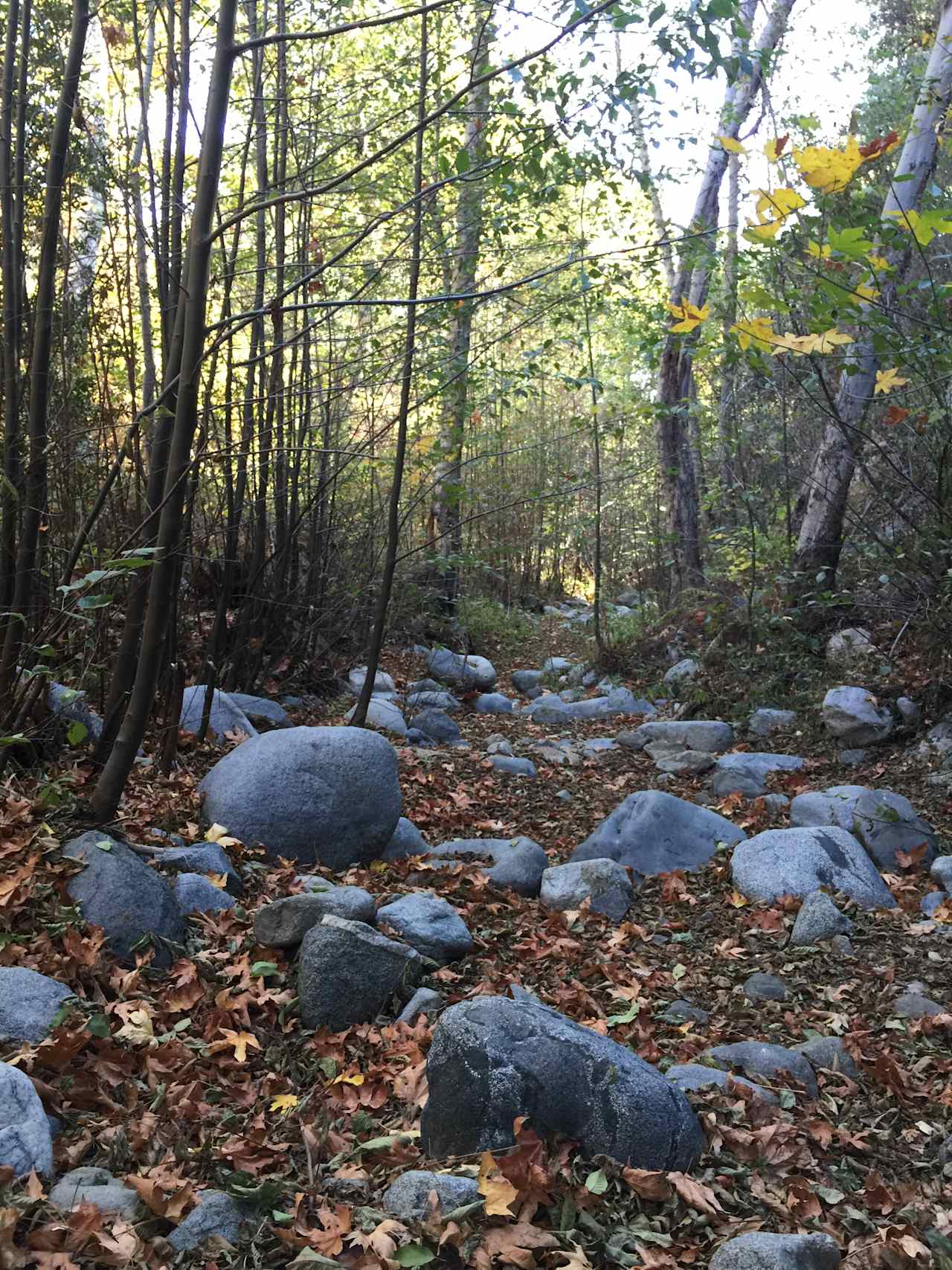 Looking down stream as we stand in the dry river bed. We're actually standing on the Valley Forge trail here, it cuts through the dry stream. 