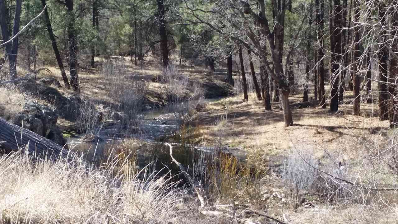 Enjoy listening to the creek run by.  This is a trout recovery area as well.