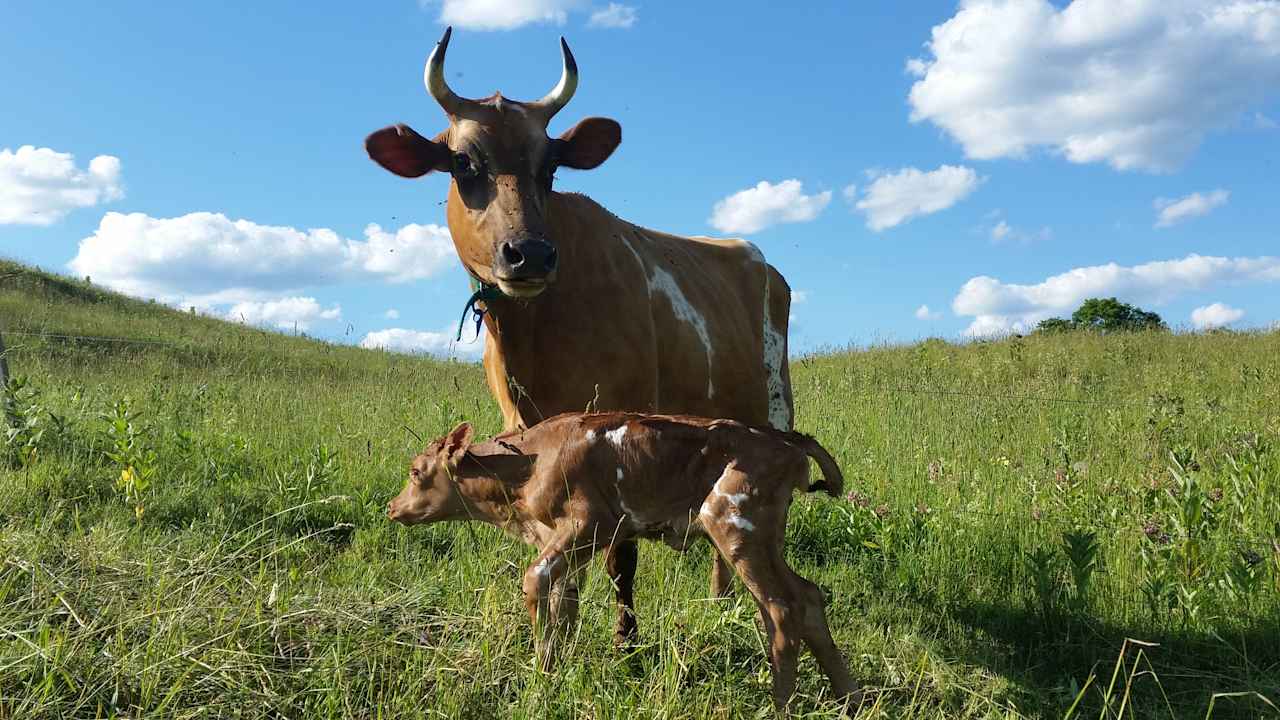 Parma the cow