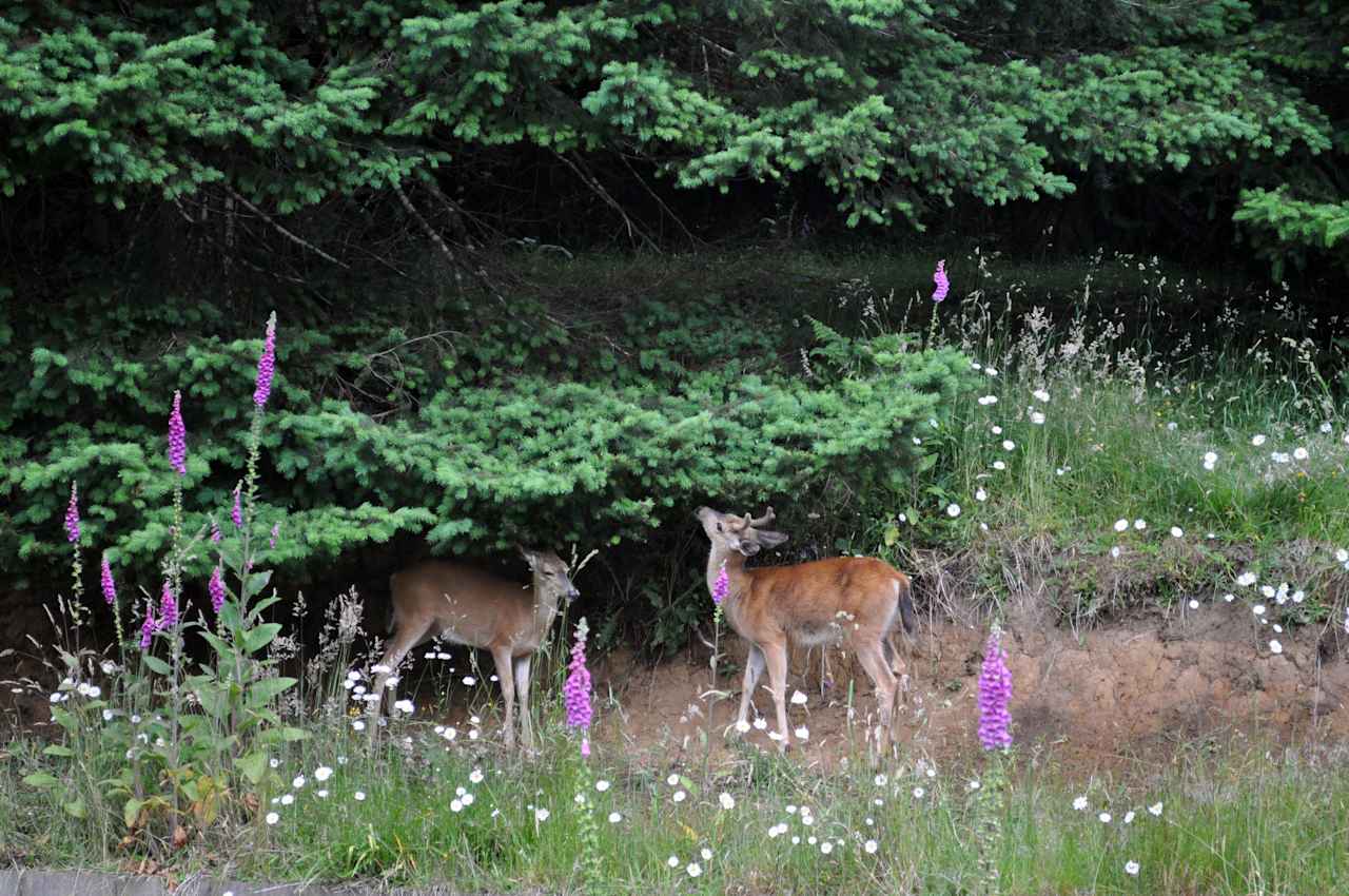 Powder Creek Campground