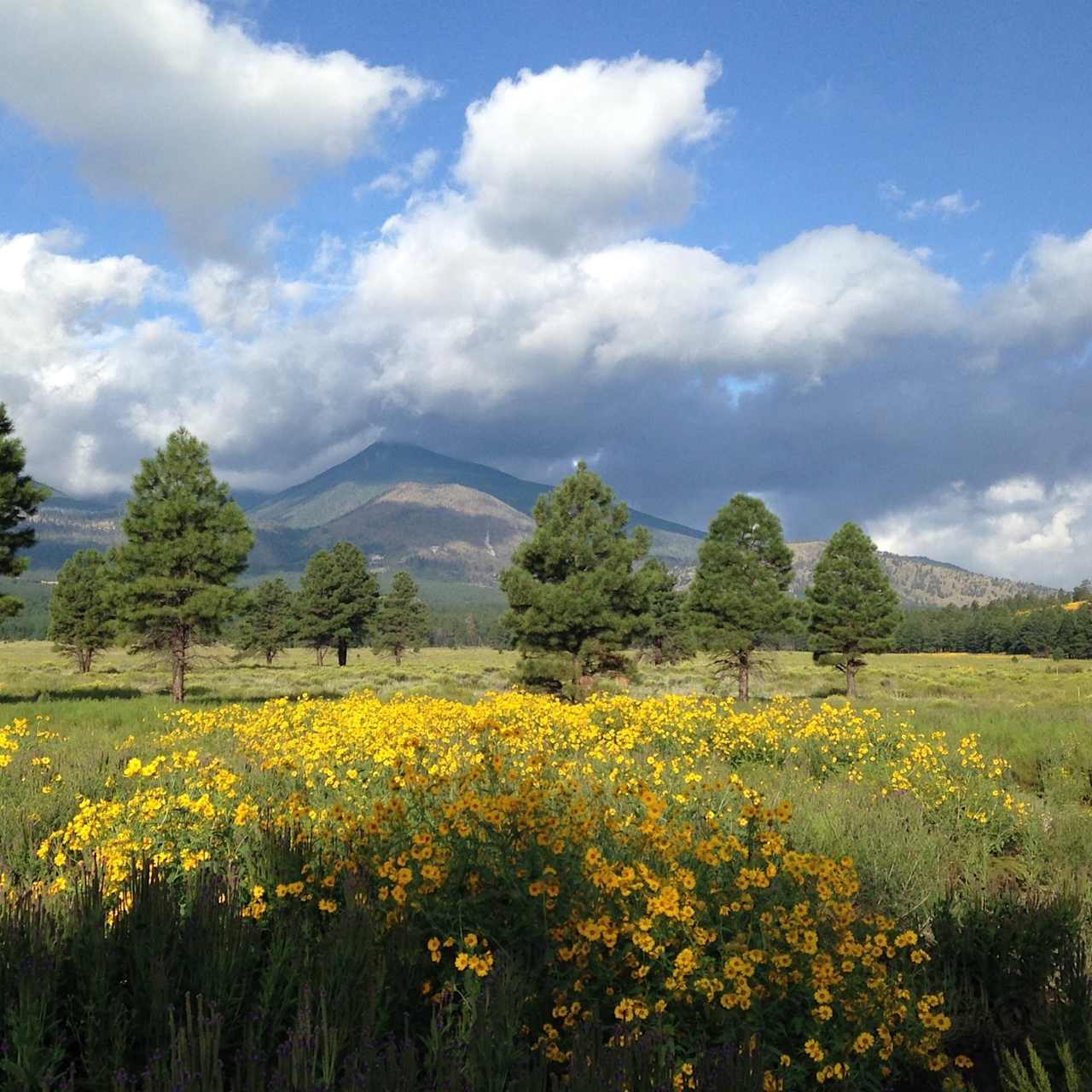 San Francisco Peaks