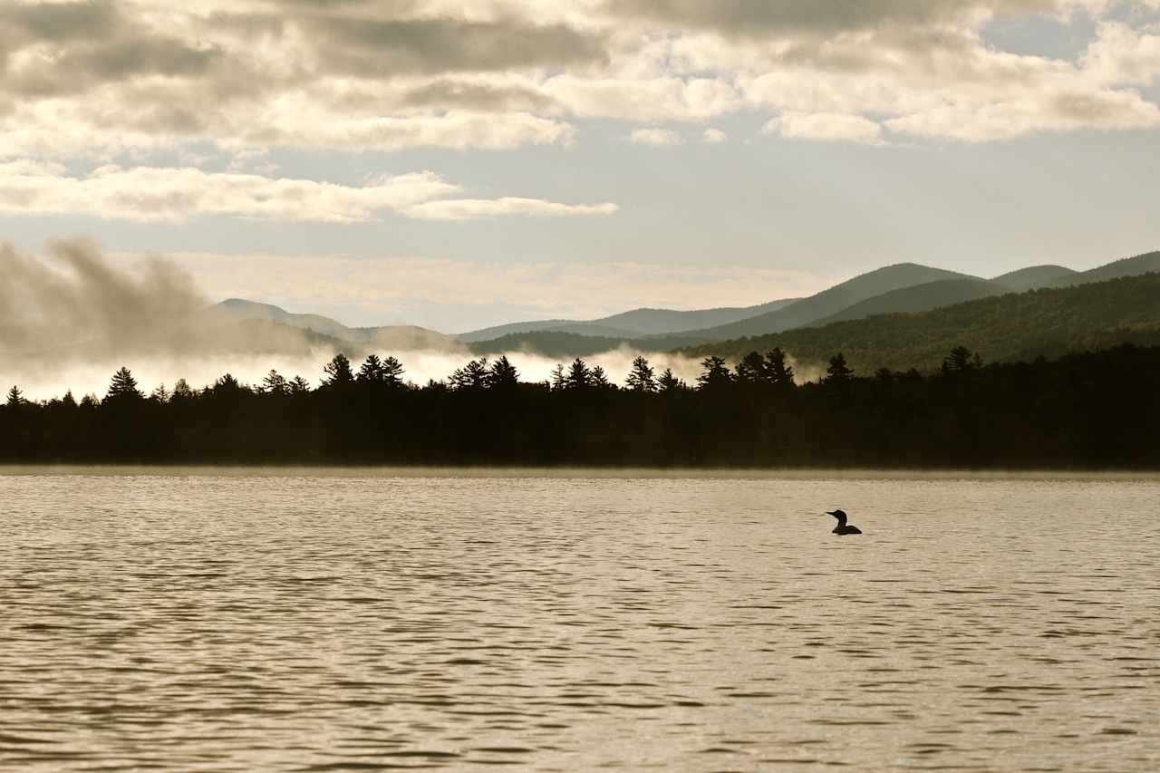 Loon on Lake Eaton