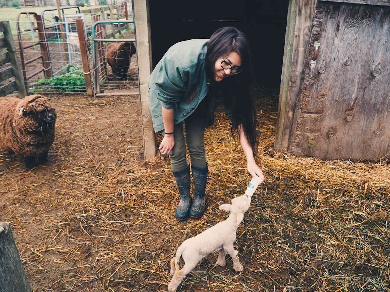 feeding a week old baby lamb