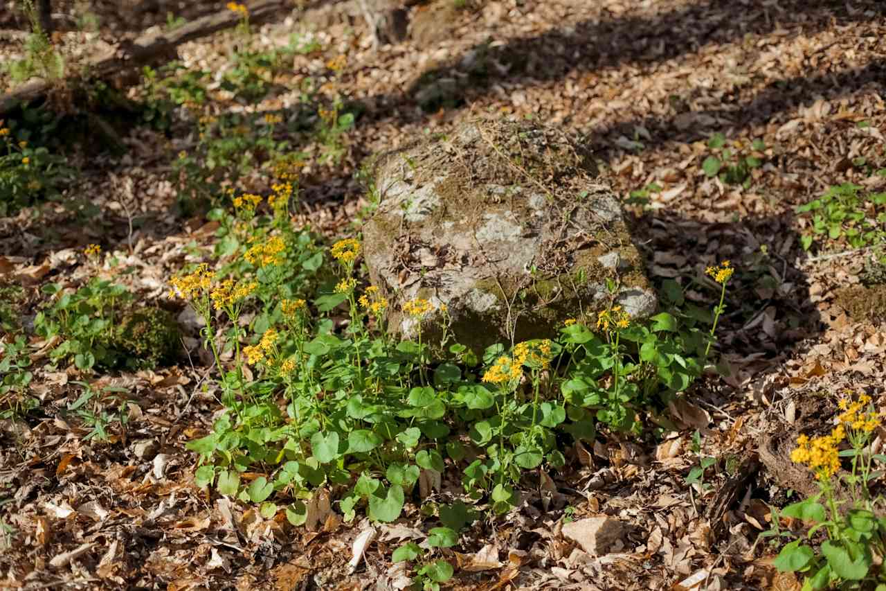 Plenty of vegetation runs along the creek's path. 