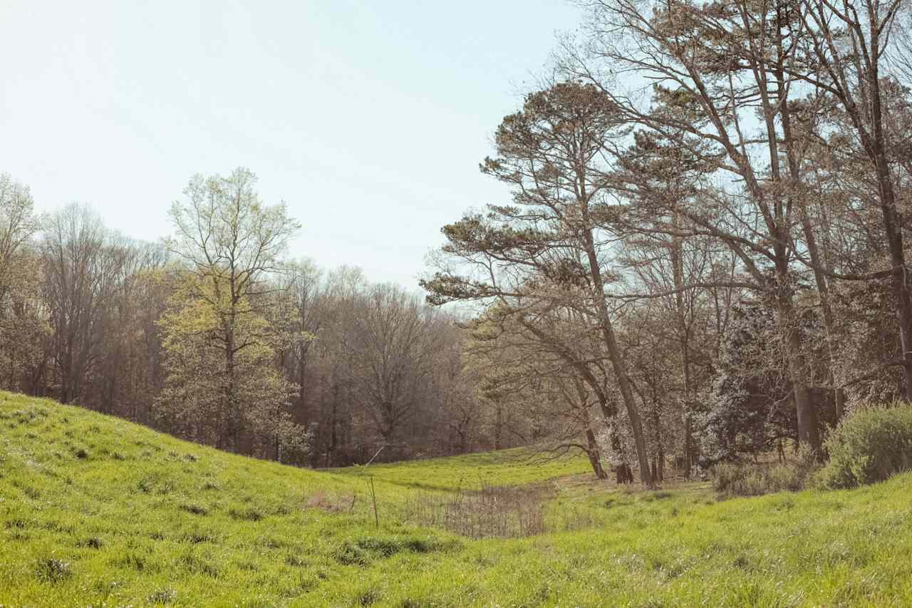 A vast amount of greenery and trees are spread across the hills on this property. 