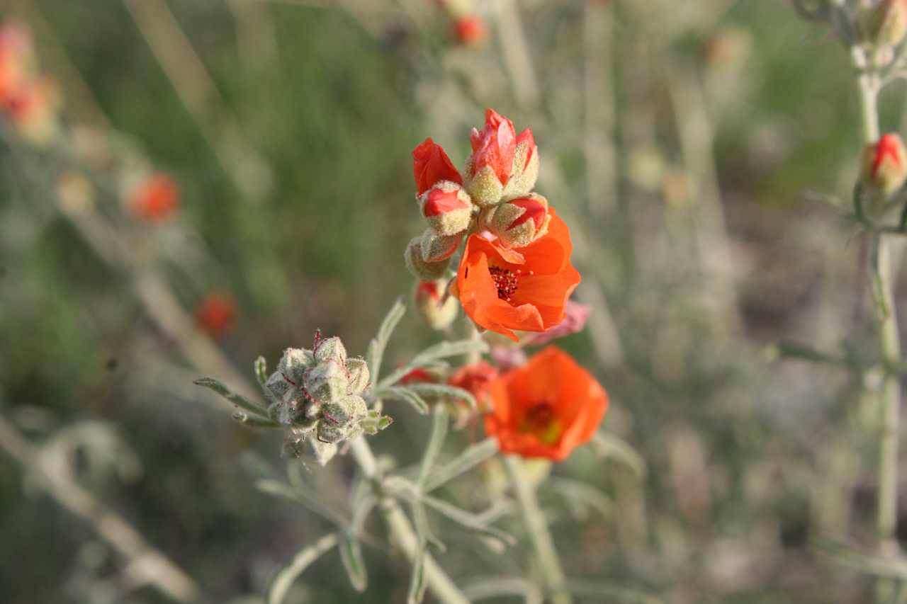 So many lovely wildflowers!