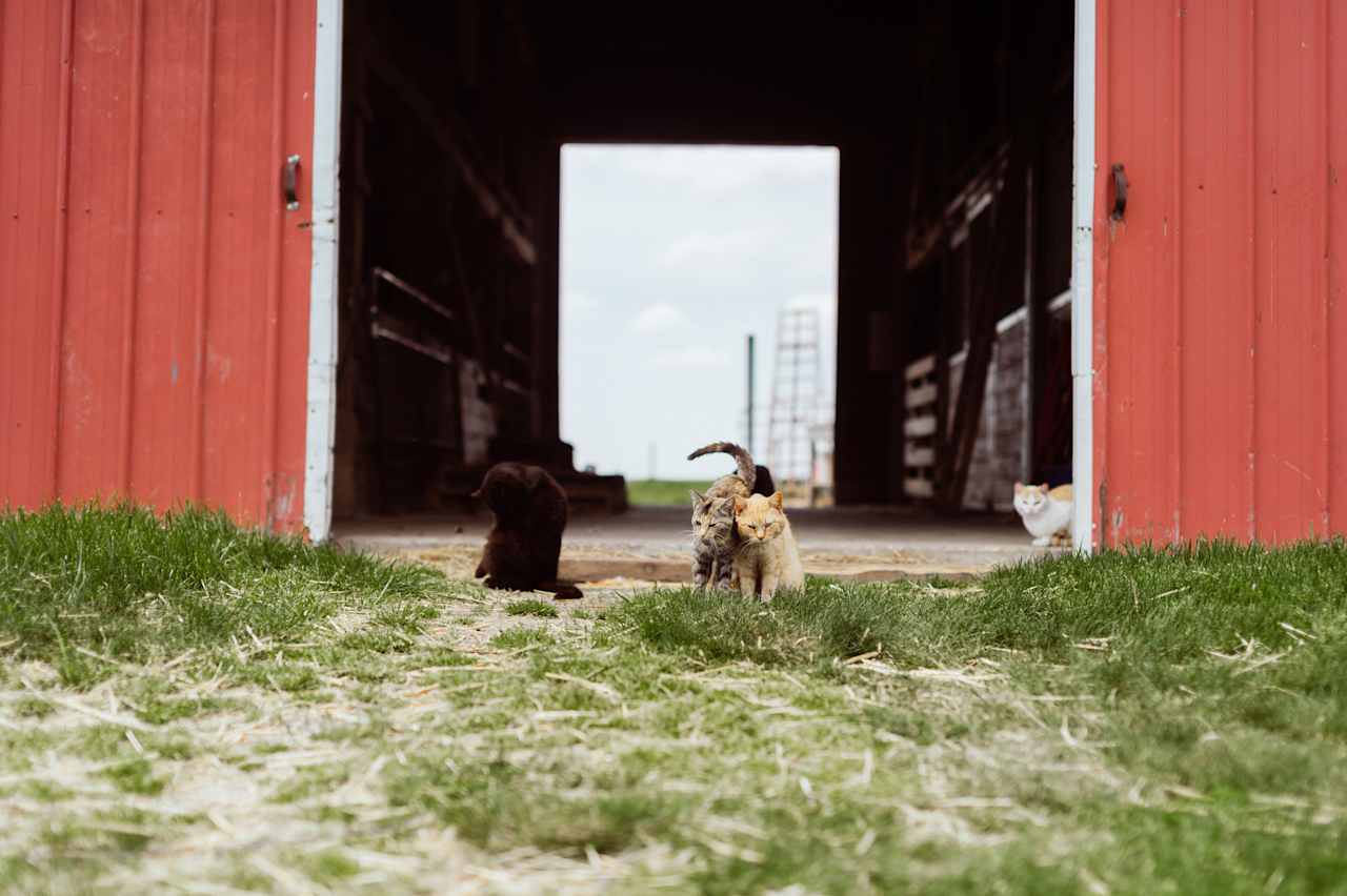 Friendly kittens at the barn!