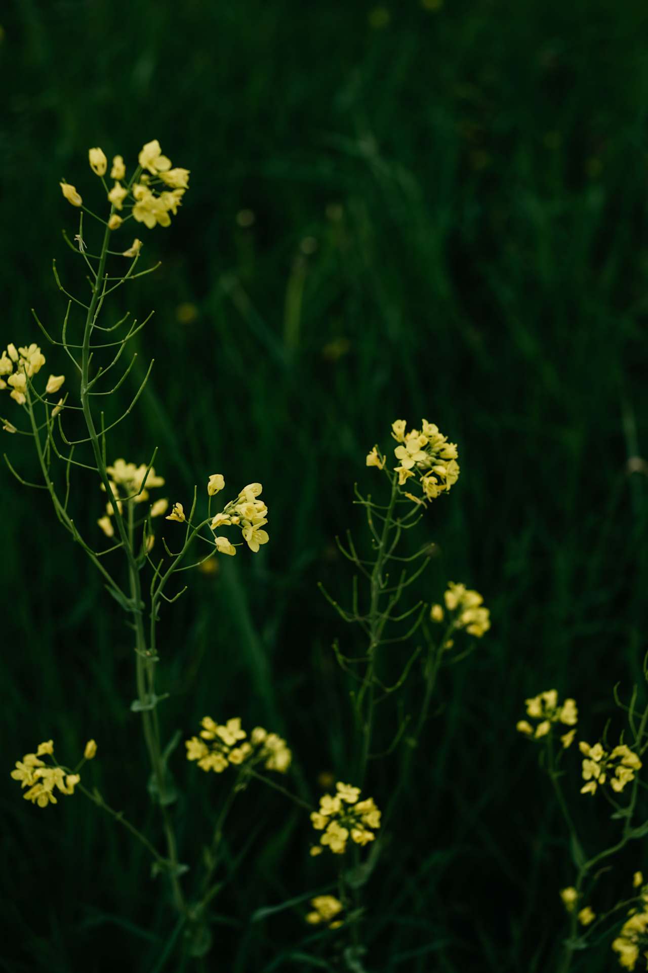 Wildflowers around the orchard. 