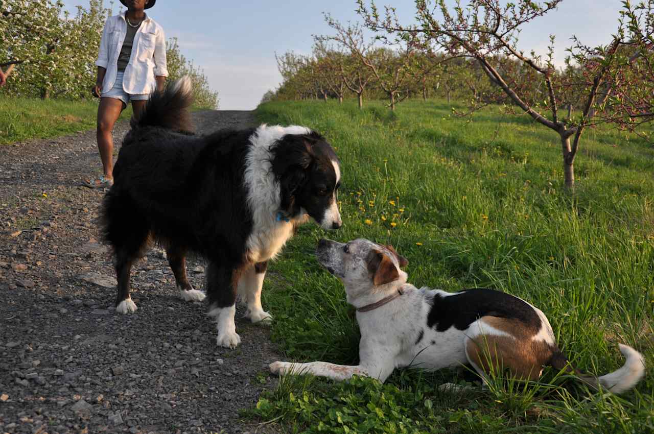 Paco the Wright farm dog (on the left) and Chaco my dog (on the right). The dogs were quick to take to each other and run around off leash. This is the perfect place to bring a pup! 