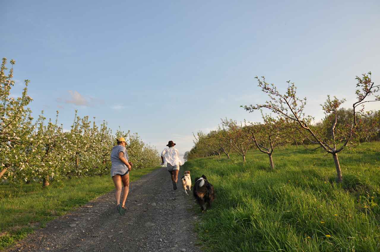 Racing the dogs to the top of the hill. A perfect place to bond with the pups!