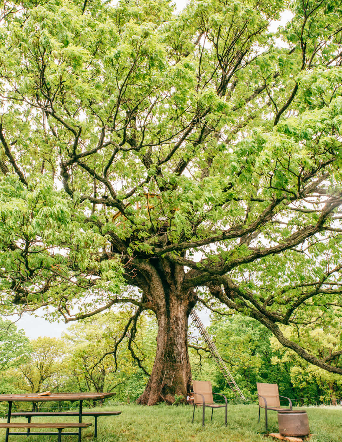 The big oak